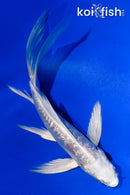 5" GINRIN ARAGOKE PLATINUM OGON BUTTERFLY