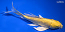 8" YAMABUKI OGON BUTTERFLY