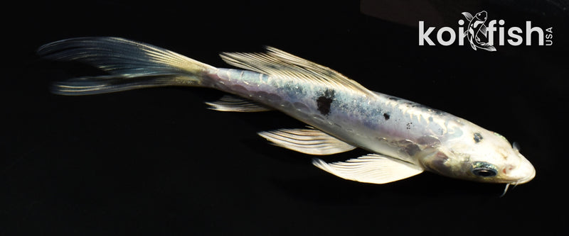 5.5" DOITSU GIN SHIRO BEKKO