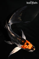 5.75" BENI KIKOKURYU BUTTERFLY