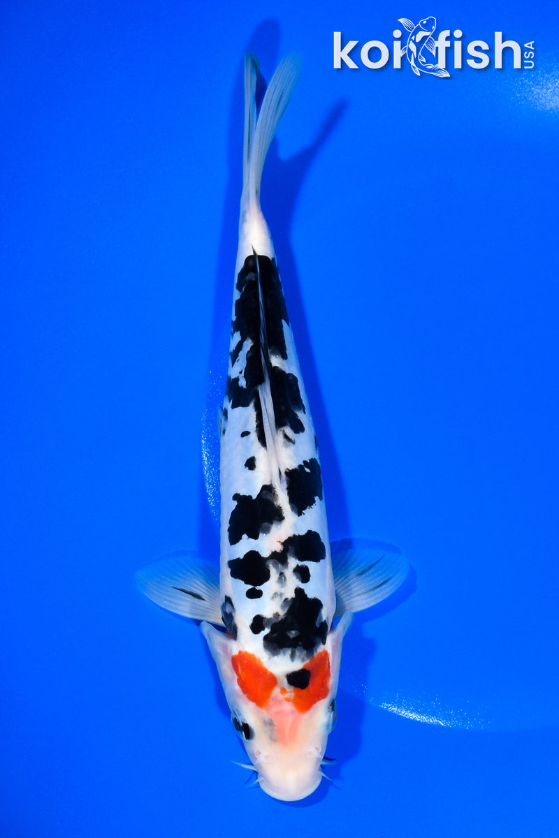 8.5" DOITSU SANKE