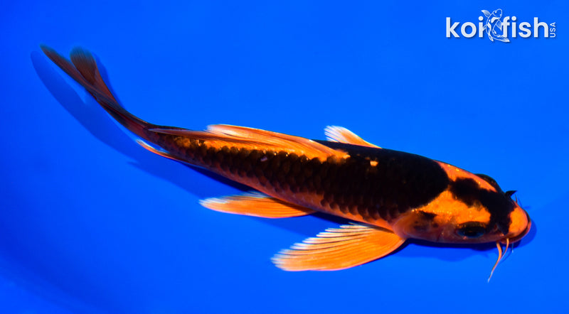 7" ORENJI MATSUBA BUTTERFLY