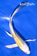 5.25" YAMATO NISHIKI BUTTERFLY