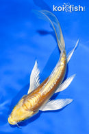 5.5" DOITSU YAMABUKI OGON BUTTERFLY