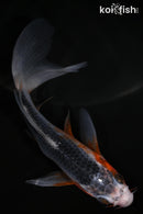 4.75" ASAGI BUTTERFLY