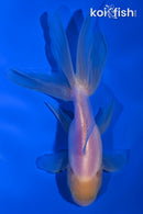 5.25" ORANDA GOLDFISH