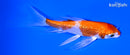 4.75" GINRIN HARIWAKE BUTTERFLY