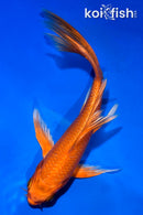 5" ORENJI OGON BUTTERFLY