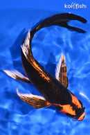 7.5" ORENJI MATSUBA BUTTERFLY
