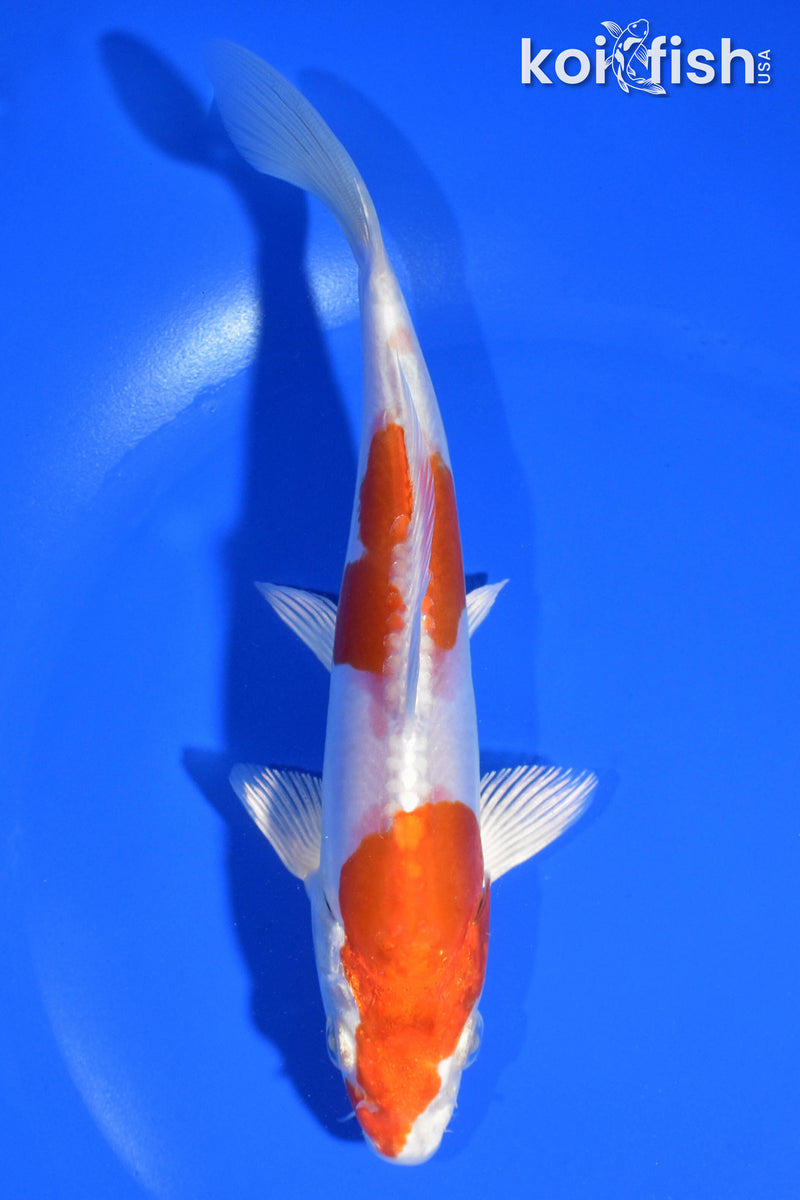 6.5" KIKUSUI