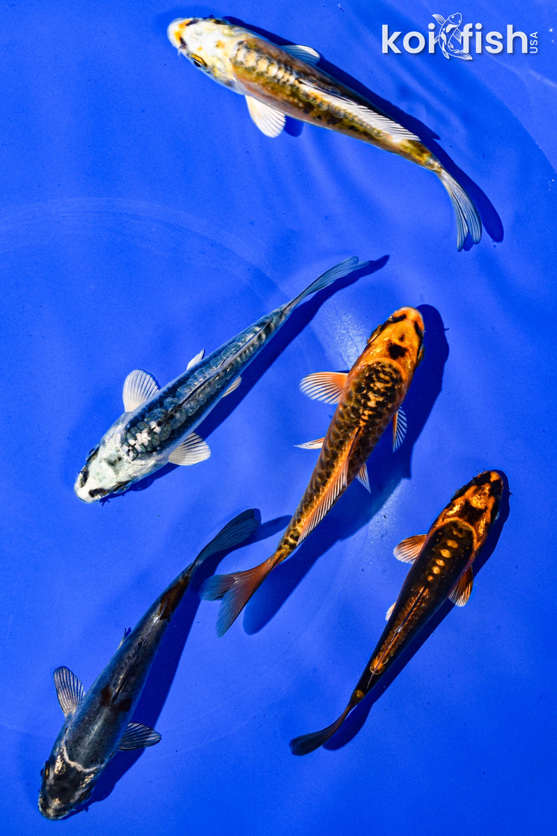 PACK OF (5) 3-4" STANDARD GHOST KOI