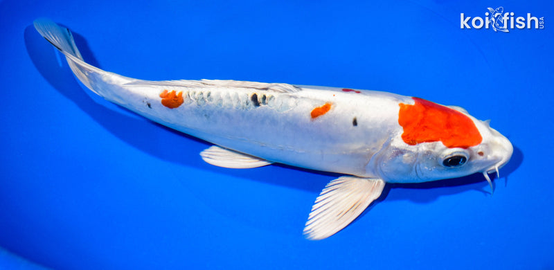 8.75" TANCHO HEISEI NISHIKI