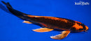 10.25" ORENJI MATSUBA BUTTERFLY