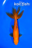 5.75" WATONAI GOLDFISH