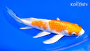 7" HARIWAKE BUTTERFLY