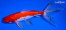 7" SARASA WATONAI GOLDFISH