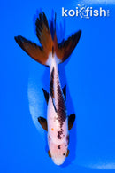 5.75" WAKIN GOLDFISH