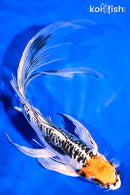 8.75" ARAGOKE BENI KIKOKURYU BUTTERFLY