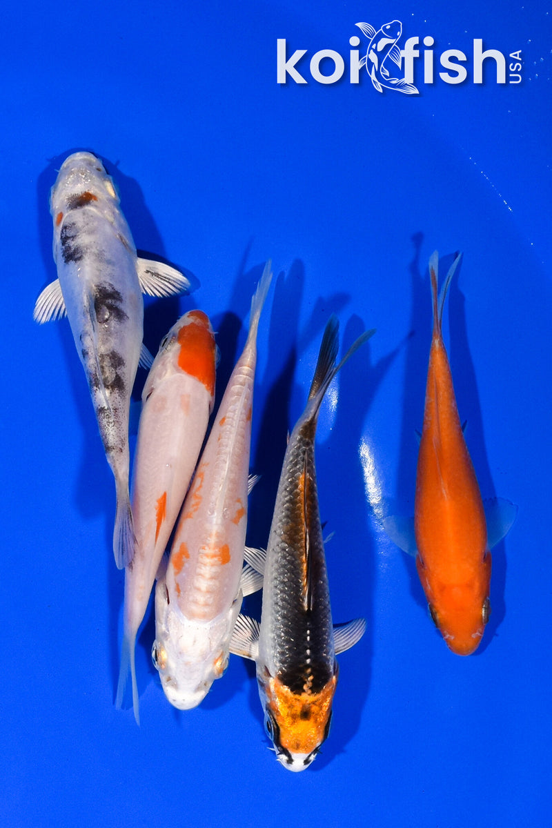 PACK OF (5) 3.5"- 3.75" STANDARD KOI