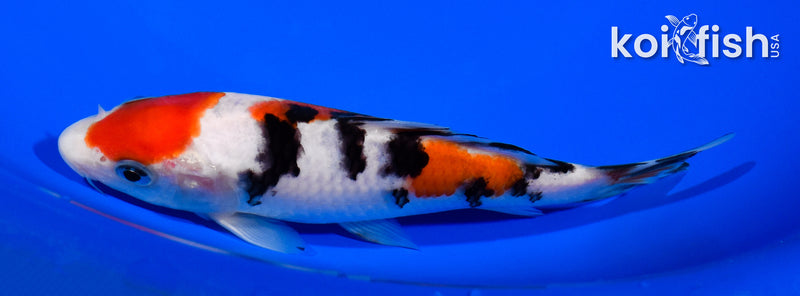 5.75" SANKE