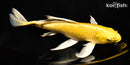 9.75" YAMABUKI OGON BUTTERFLY