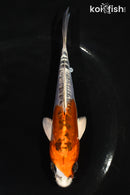 5.5" GINRIN DOITSU KUJAKU