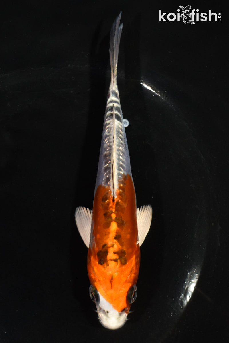 5.5" GINRIN DOITSU KUJAKU