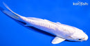 5.75" DOITSU PLATINUM OGON
