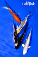 PACK OF (5) 3.75-4.25" STANDARD KOI