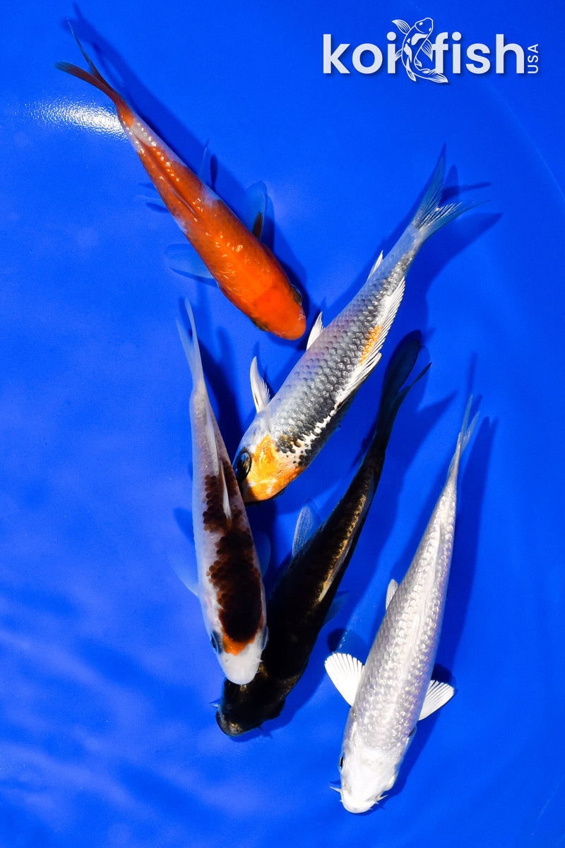 PACK OF (5) 3.75-4.25" STANDARD KOI