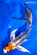 8" KUJAKU BUTTERFLY