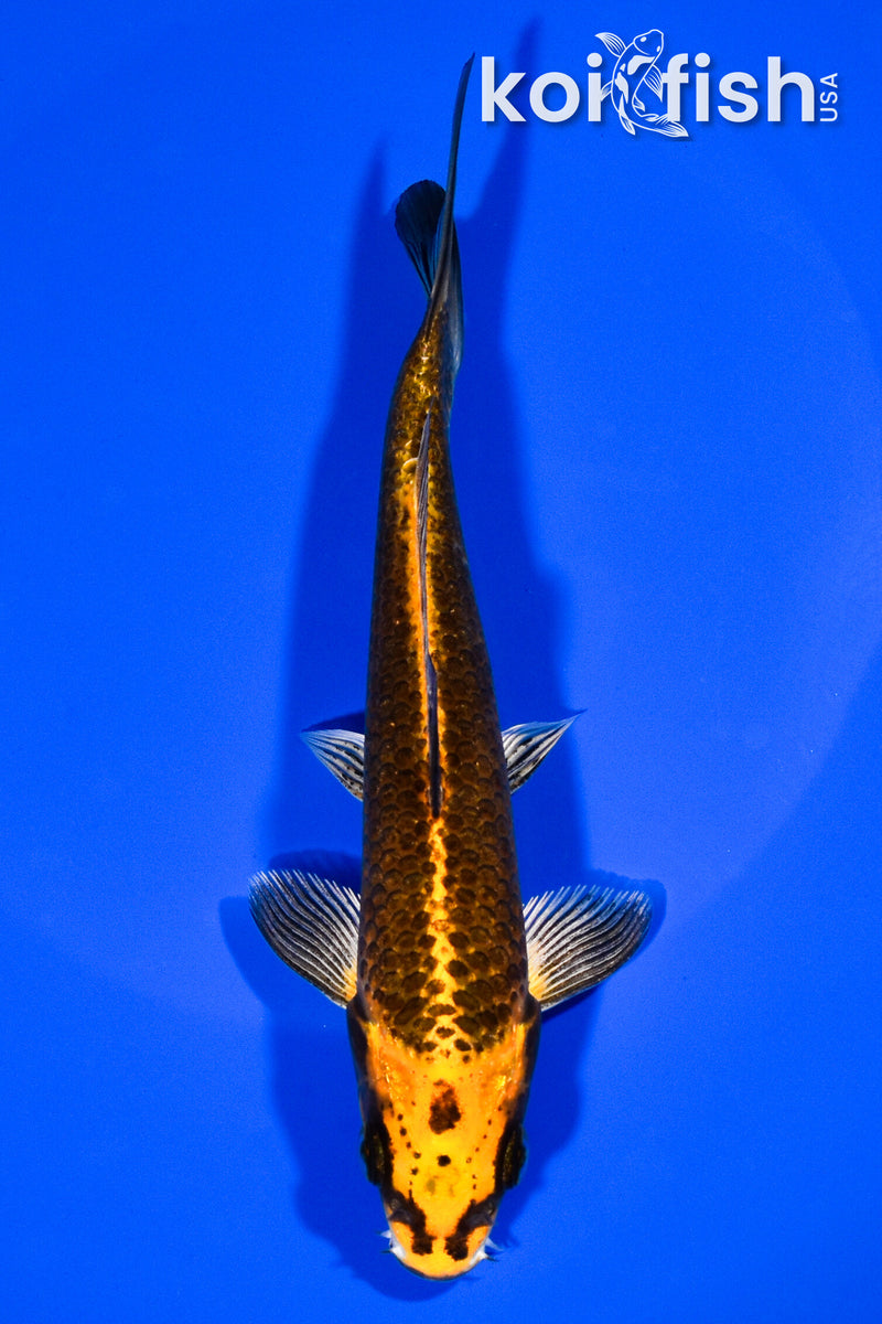 6.5" ORENJI MATSUBA