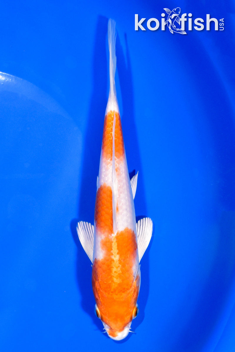 7.25" HARIWAKE