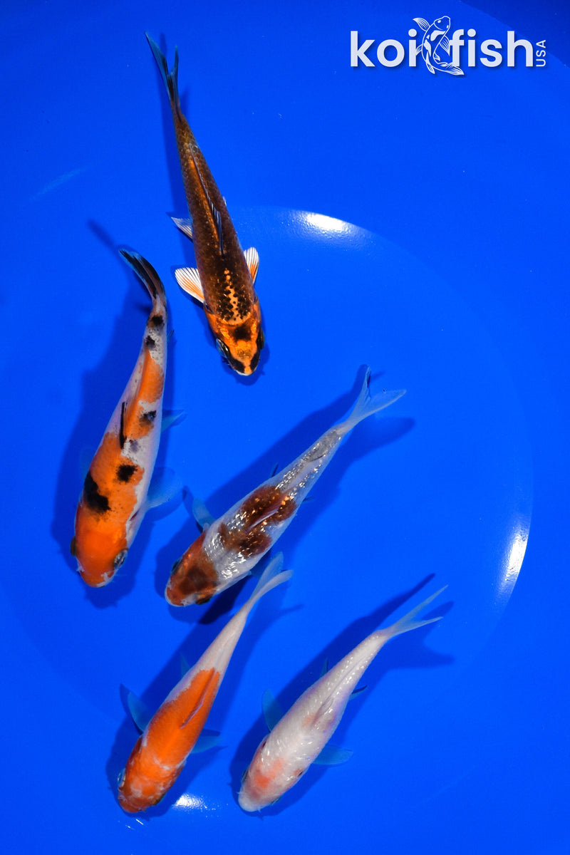PACK OF (5) 3.5"-3.75" STANDARD KOI