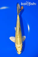7.5" KI MATSUBA