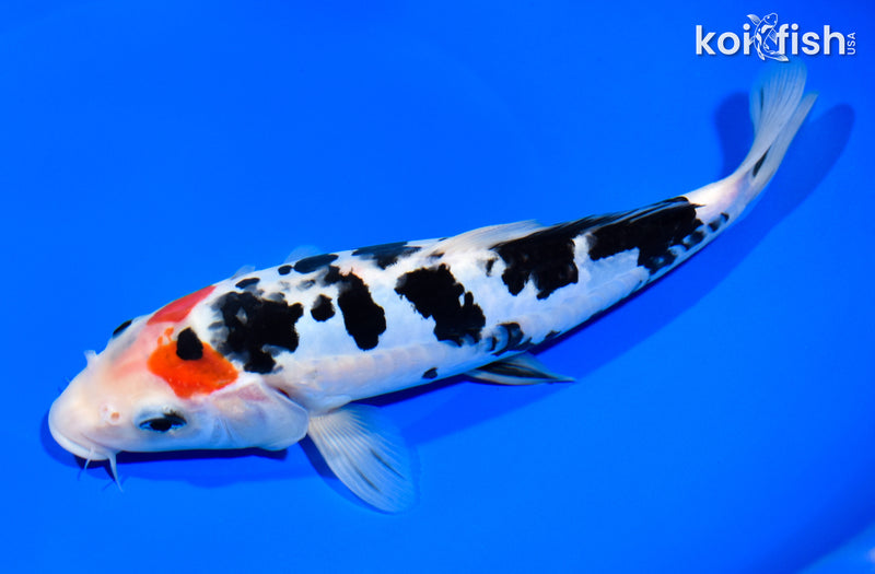 8.5" DOITSU SANKE