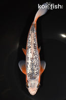 8.5" GINRIN ASAGI