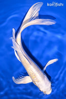 9.25" LEMON HARIWAKE BUTTERFLY