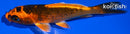 4.25" KIN ORENJI MATSUBA
