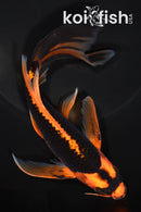 8" ORENJI MATSUBA BUTTERFLY