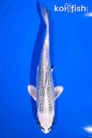 6.5" GIN MATSUBA