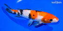 8" SANKE