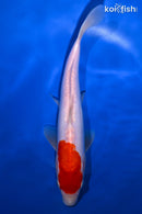 10" DOITSU KOHAKU