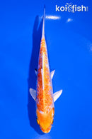 5.25" DOITSU HARIWAKE