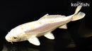 6" DOITSU LEMON HARIWAKE