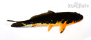 6" ORENJI MATSUBA