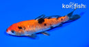 5.75" GINRIN AKA SANKE