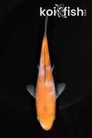 5.75" OCHIBA SHIGURE