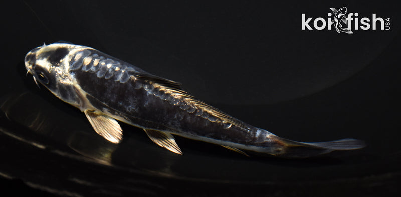 5.25" KIKOKURYU