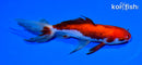 5.5" CALICO WAKIN GOLDFISH